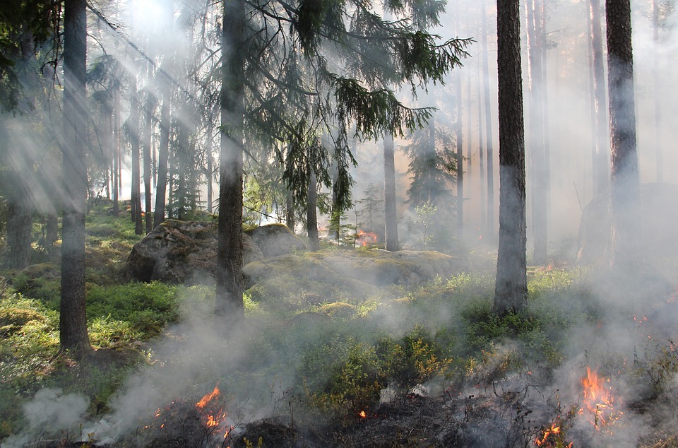 Kampmittelräumung – Prophylaxe für den Schutz der Wälder